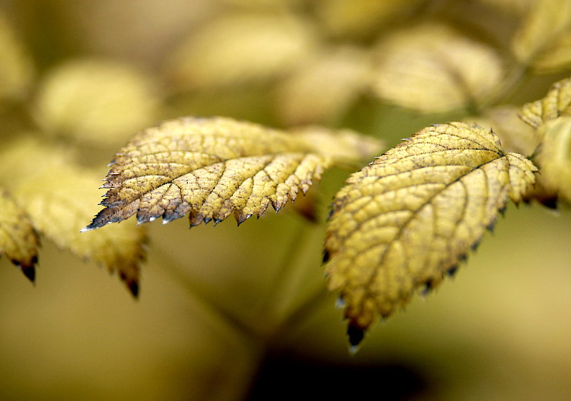 Blatt Herbst_DDB6837 Kopie.jpg   26.04.jpg